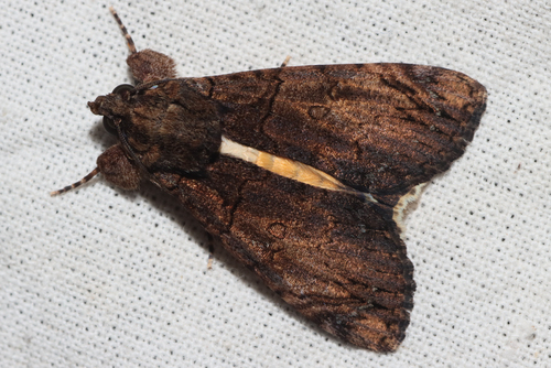Primrose Underwing