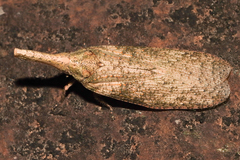 Zanna tenebrosa
