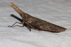 Zanna tenebrosa