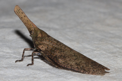 Zanna tenebrosa