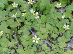 Ranunculus omiophyllus