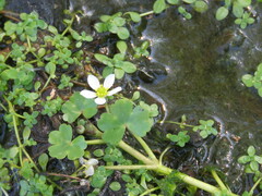 Ranunculus omiophyllus