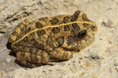 Sclerophrys gutturalis