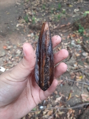 Cedrela fissilis