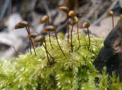 Brachytheciastrum velutinum