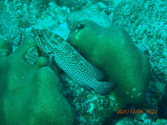 Cephalopholis cruentata