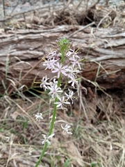 Thelypodium wrightii