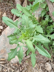 Thelypodium wrightii