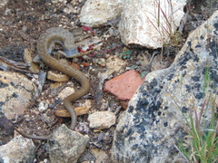 Gerrhonotus liocephalus