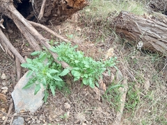 Thelypodium wrightii