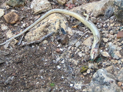 Gerrhonotus liocephalus