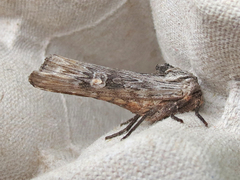 Lithomoia germana