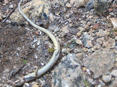 Gerrhonotus liocephalus