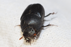 Euonthophagus