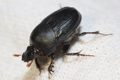 Euonthophagus