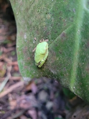 Agalychnis annae