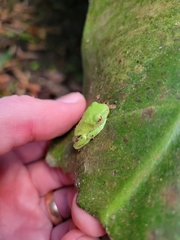 Agalychnis annae