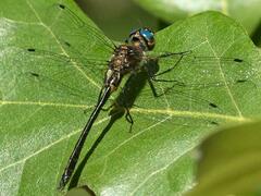 Dorocordulia lepida
