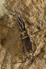 Cosmopterix