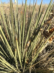 Yucca baileyi