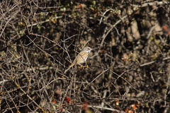 Artemisiospiza belli