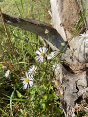 Symphyotrichum simmondsii
