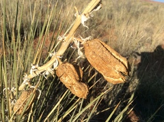 Yucca baileyi