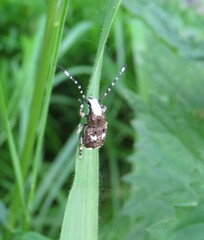 Platystomos albinus
