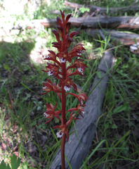 Corallorhiza maculata occidentalis