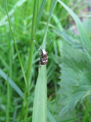 Platystomos albinus