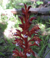 Corallorhiza maculata occidentalis