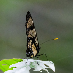 Methona confusa confusa