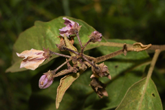 Solanum campylacanthum