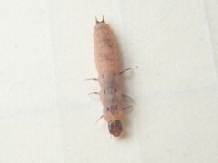 Malachius bipustulatus