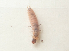 Malachius bipustulatus