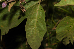 Solanum campylacanthum