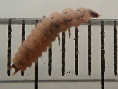 Malachius bipustulatus