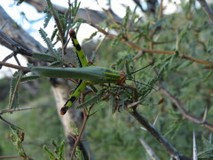 Zoniopoda tarsata