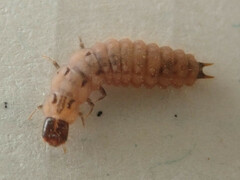 Malachius bipustulatus