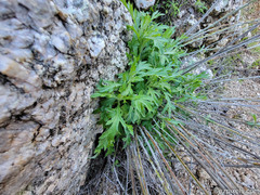 Ambrosia confertiflora