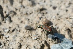 Cicindela limbalis