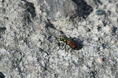 Cicindela limbalis