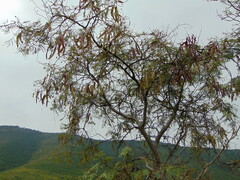 Leucaena diversifolia