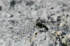Cicindela limbalis