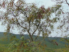 Leucaena diversifolia