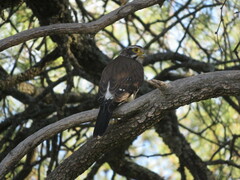 Spiziapteryx circumcincta