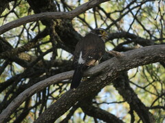 Spiziapteryx circumcincta