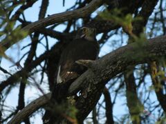 Spiziapteryx circumcincta