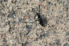 Cicindela longilabris