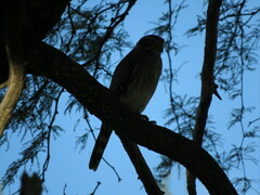 Spiziapteryx circumcincta